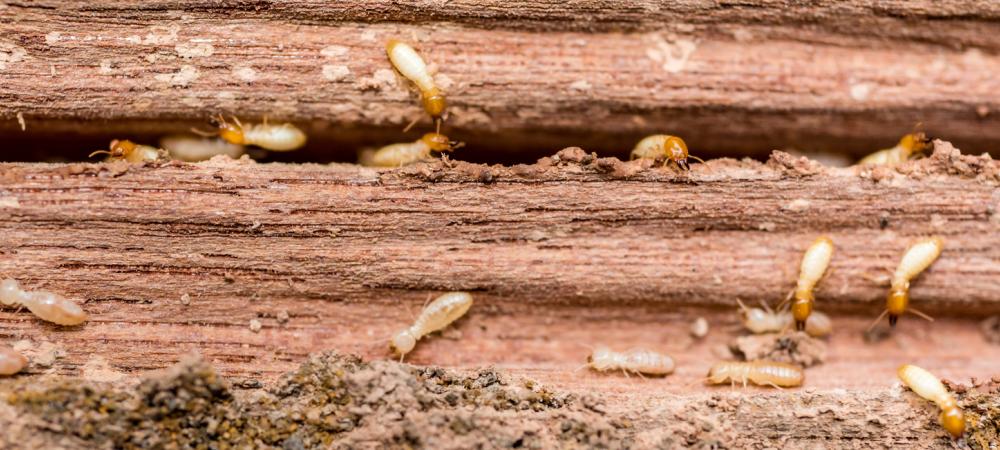 termites